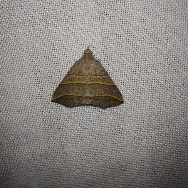 Colobochyla salicalis - háromsávos törpebagoly