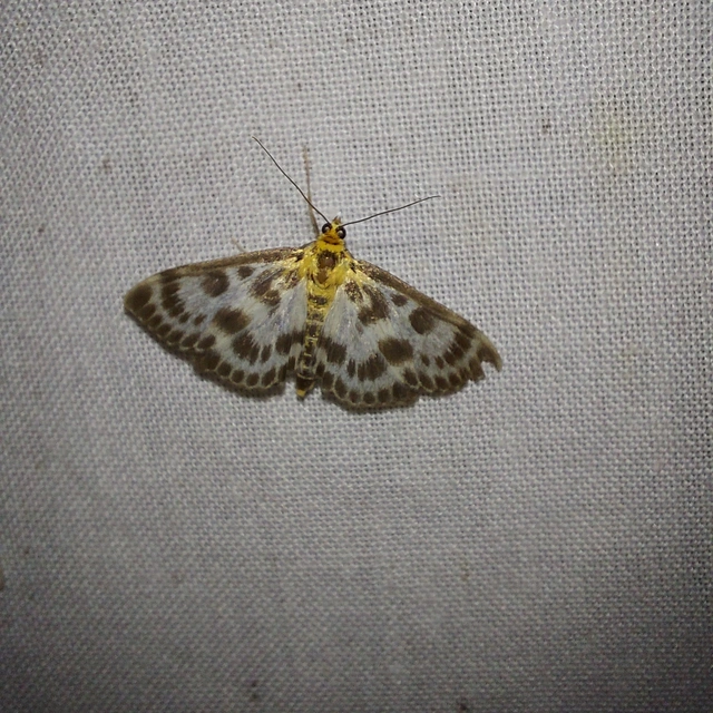 Anania hortulata - tarka csalánmoly