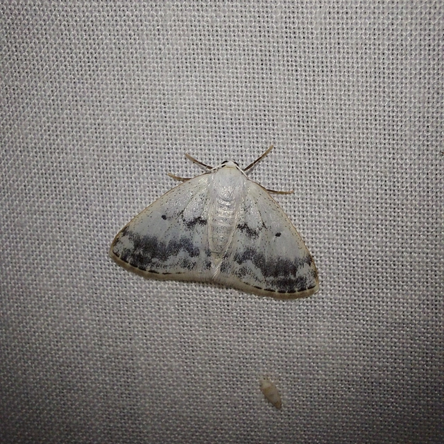 Lomographa temerata - foltos fehéraraszoló