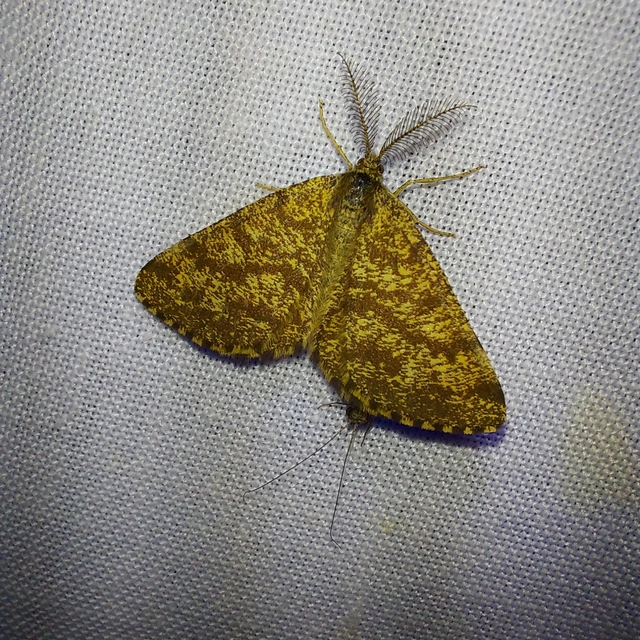 Ematurga atomaria - barna rétiaraszoló