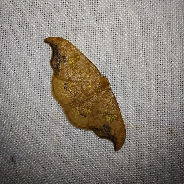 Sabra harpagula - hársfa-sarlósszövő