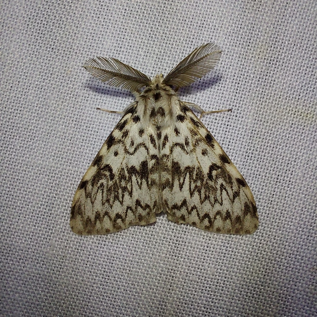 Lymantria monacha - apácalepke