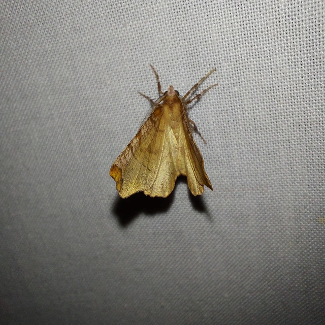 Selenia dentaria - kétfoltos holdasaraszoló