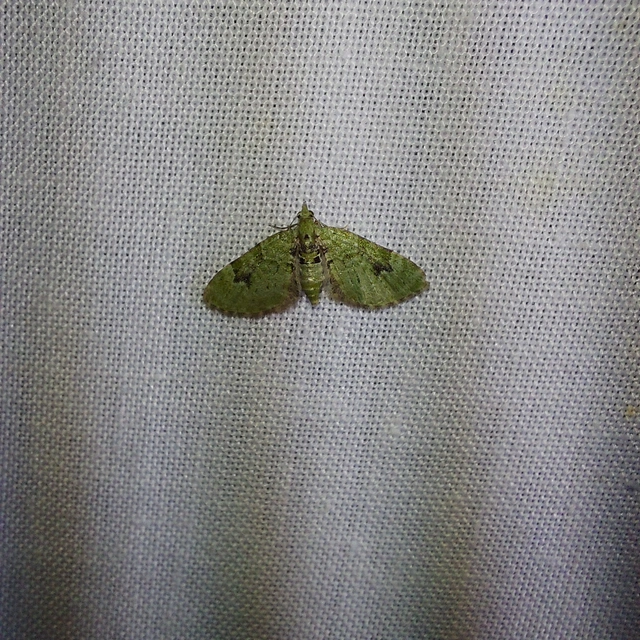 Chloroclystis v-ata - zöldes törpearaszoló