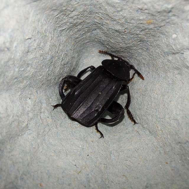 Necrodes littoralis - nagy dögbogár