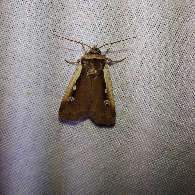 Ochropleura plecta - fehérszegélyű fűbagoly