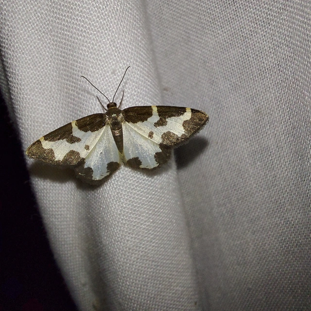 Lomaspilis marginata - szegélyes nyárfaaraszoló