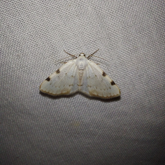 Lomographa bimaculata - kétpontos fehéraraszoló