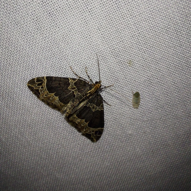 Ecliptopera silaceata - barna tarkaaraszoló