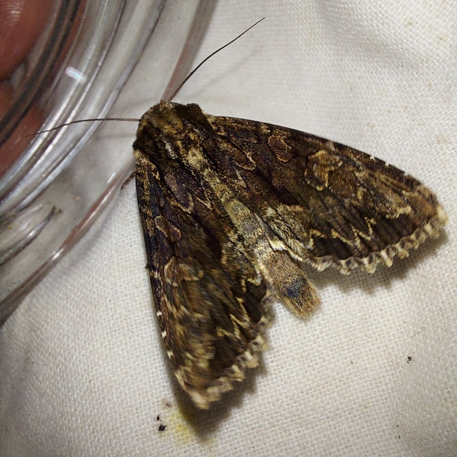 Apamea monoglypha - nagy dudvabagoly