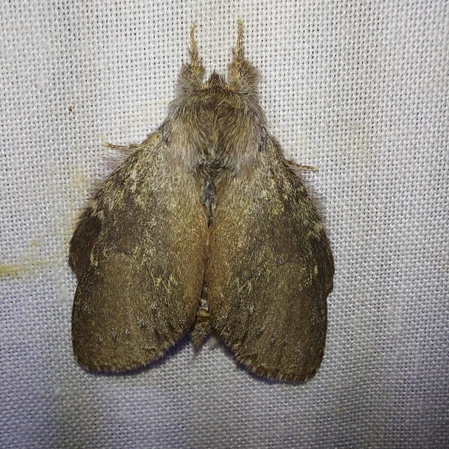 Stauropus fagi - bükkfa-púposszövő