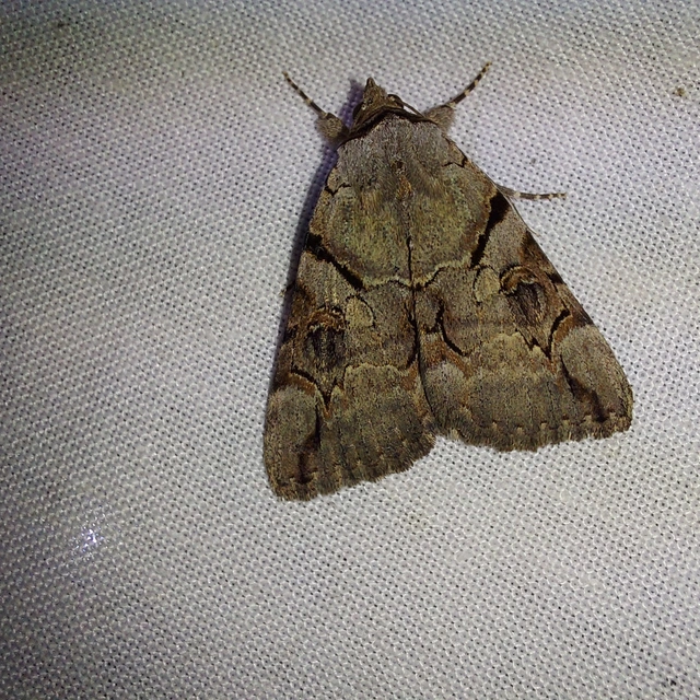 Catocala hymenaea - kökény-övesbagoly