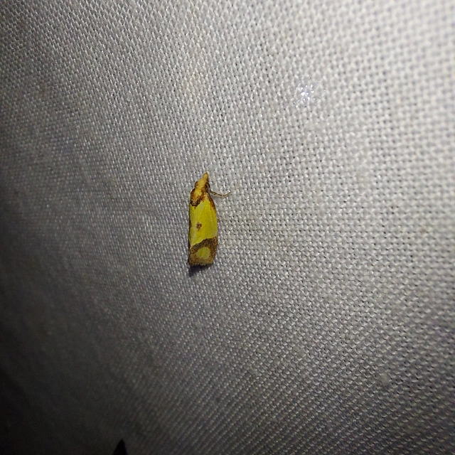 Agapeta zoegana - barnacsíkos sárgamoly