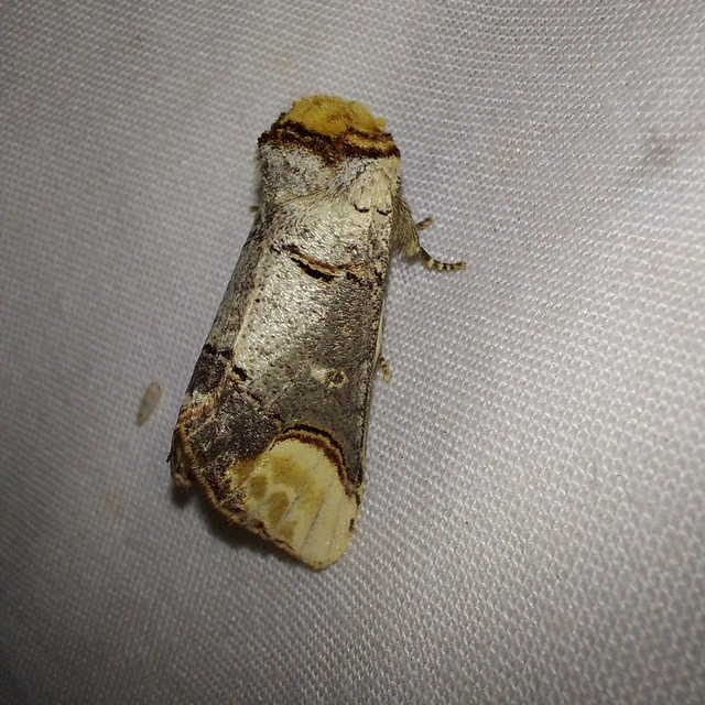 Phalera bucephala - sárgafoltos púposszövő