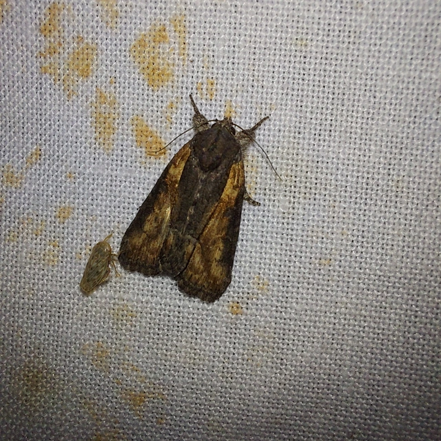 Bryophila raptricula/felina