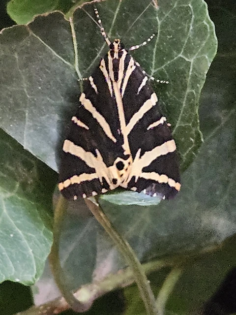 Euplagia quadripunctaria - csíkos medvelepke