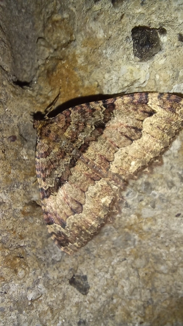 Triphosa dubitata - kutyabenge-araszoló