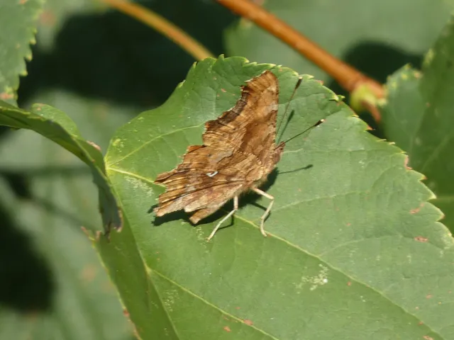 Nymphalis c-album - C-betűs lepke