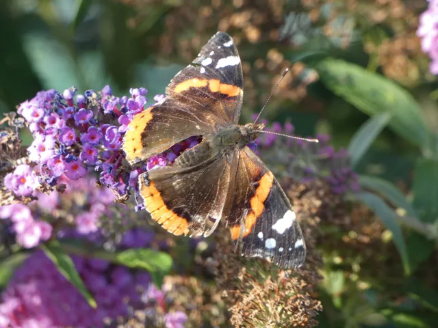 Vanessa atalanta - atalantalepke