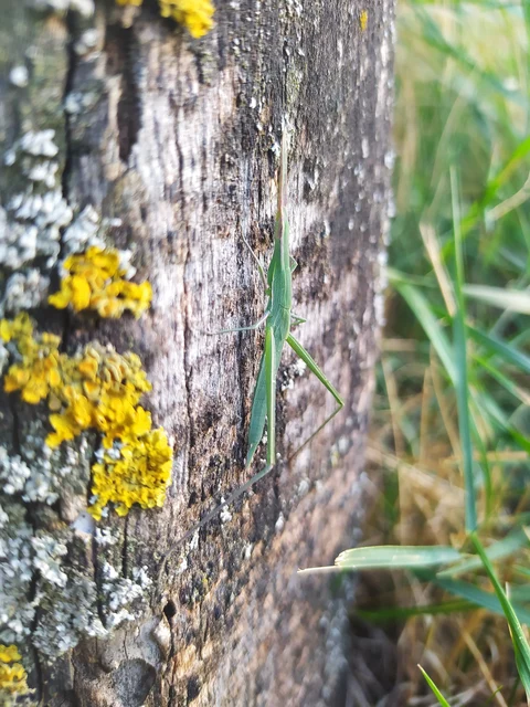 Acrida ungarica - sisakos sáska Acrida ungarica - sisakos sáska