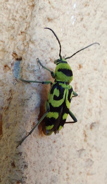 Chlorophorus varius - díszes darázscincér Chlorophorus varius - díszes darázscincér