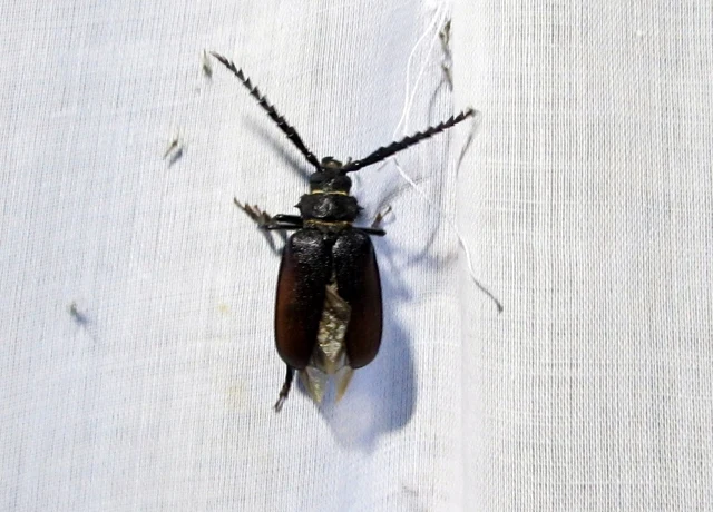 Prionus coriarius - csőszcincér