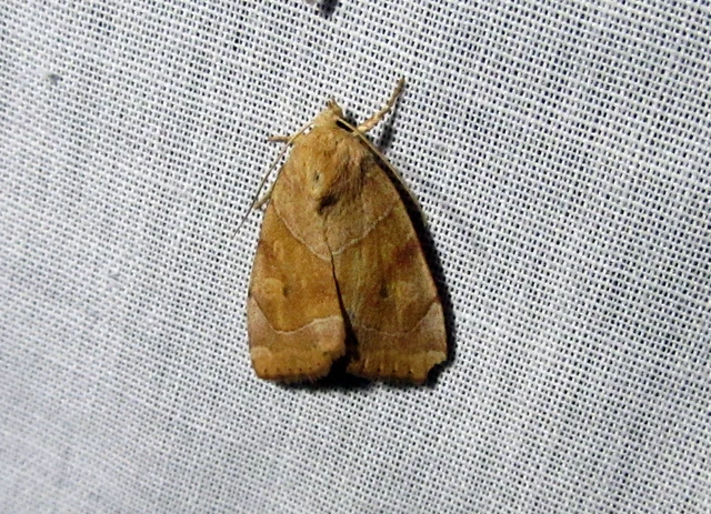 Cosmia trapezina - közönséges lombbagoly