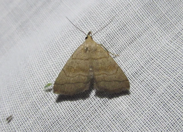 Herminia tarsicrinalis - szőröslábú karcsúbagoly