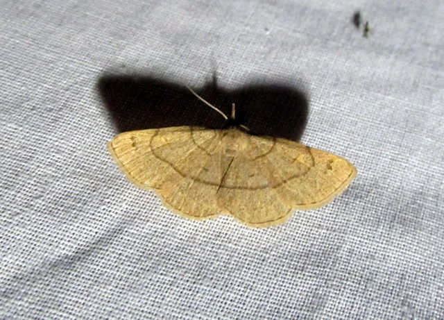 Paracolax tristalis - sárgás karcsúbagoly
