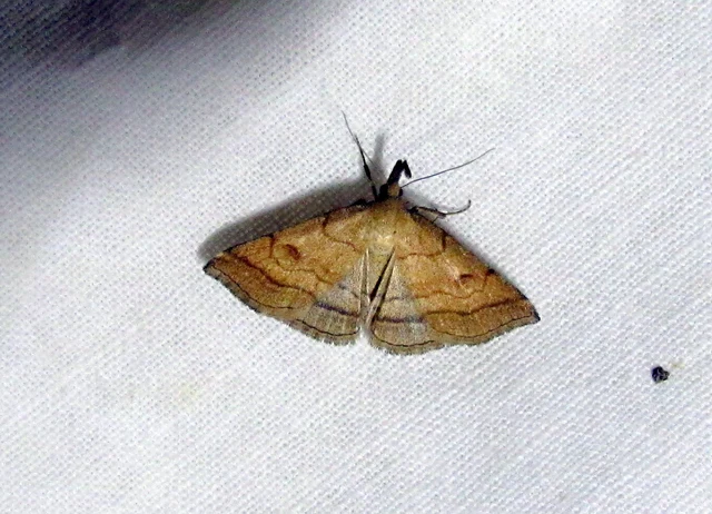 Polypogon gryphalis - láperdei karcsúbagoly