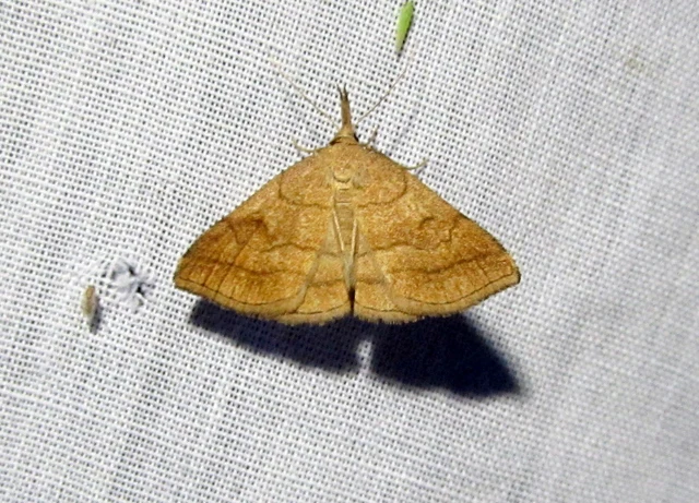 Polypogon gryphalis - láperdei karcsúbagoly