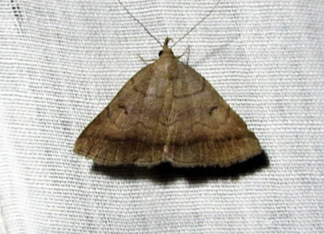 Zanclognatha lunalis - pelyheslábú karcsúbagoly
