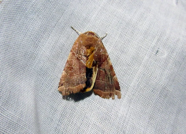 Noctua fimbriata - szélessávú sárgafűbagoly