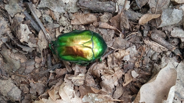 Protaetia speciosissima - pompás virágbogár