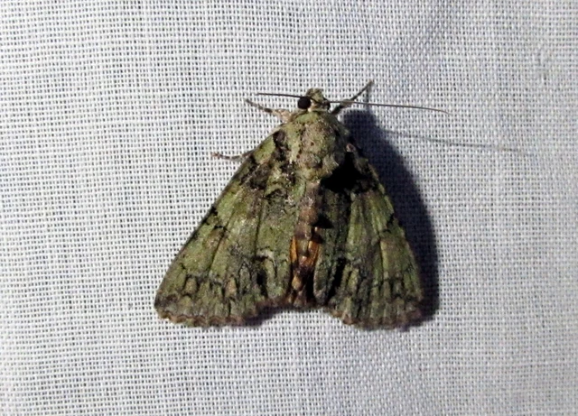 Polyphaenis sericata - selyemfényű erdeibagoly