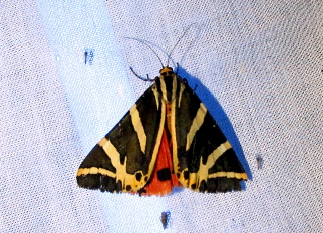 Euplagia quadripunctaria - csíkos medvelepke