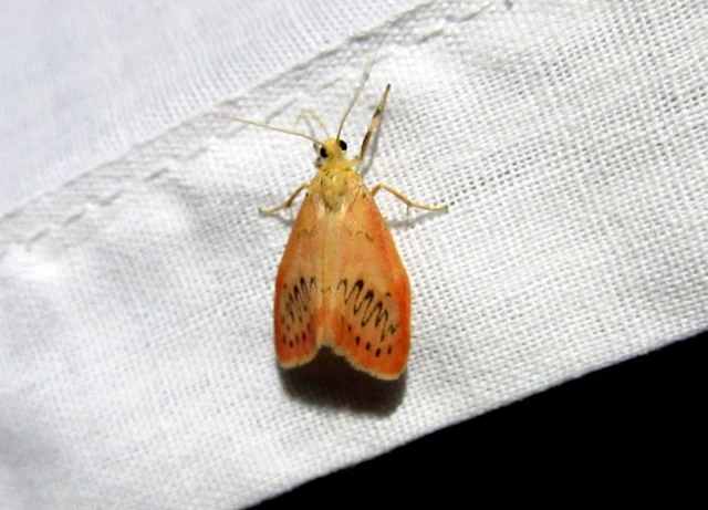 Miltochrista miniata - piros medvelepke