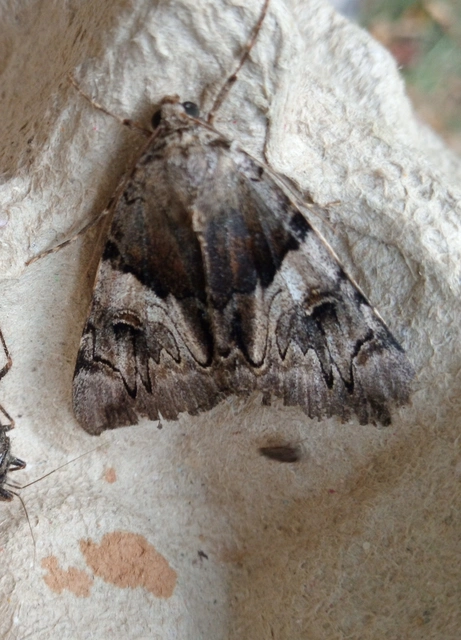 Catocala fulminea - galagonya-övesbagoly