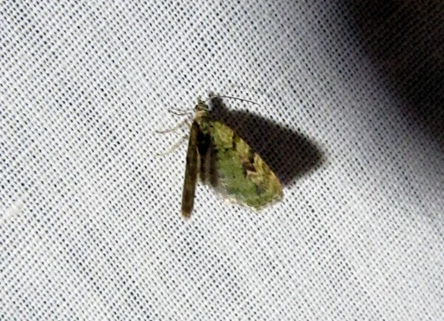 Chloroclystis v-ata - zöldes törpearaszoló