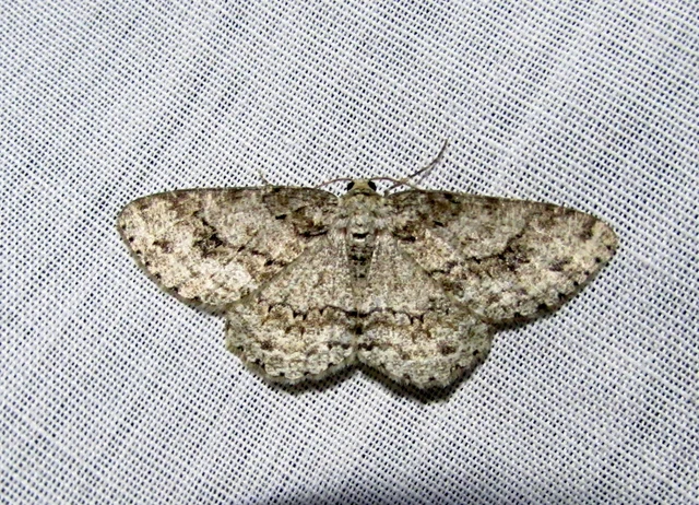 Ectropis crepuscularia - avararaszoló