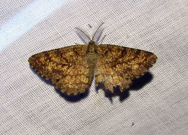 Ematurga atomaria - barna rétiaraszoló