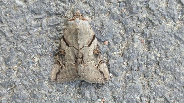 Catocala hymenaea - kökény-övesbagoly
