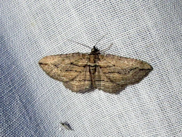 Horisme corticata - barna iszalagaraszoló