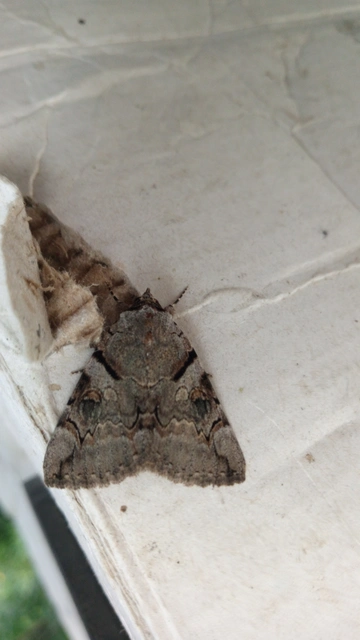 Catocala hymenaea - kökény-övesbagoly