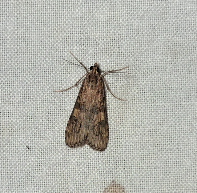 Nomophila noctuella - közönséges vándormoly
