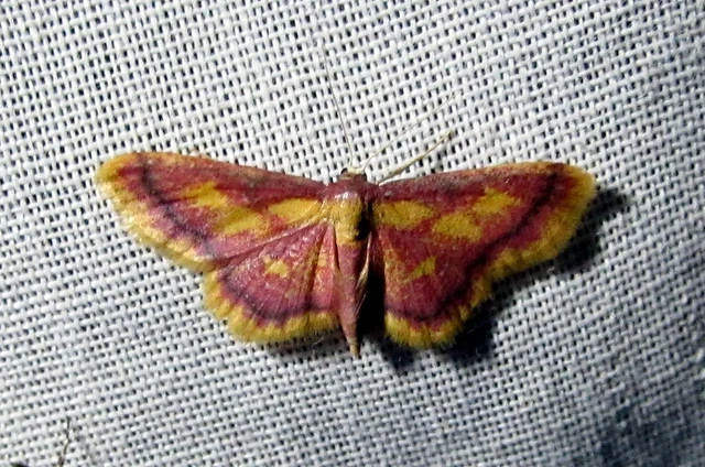 Idaea muricata - mocsári pirosaraszoló