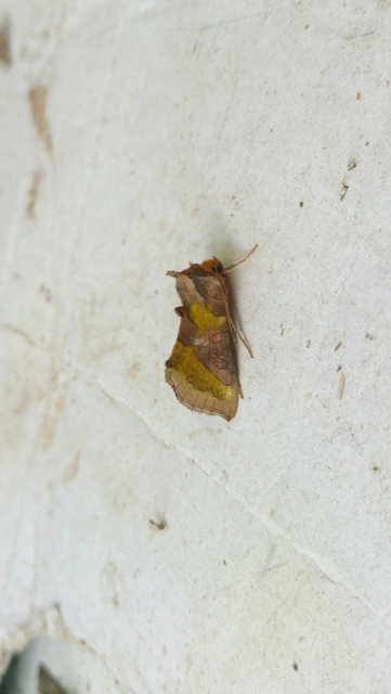 Diachrysia chrysitis - aranybagoly