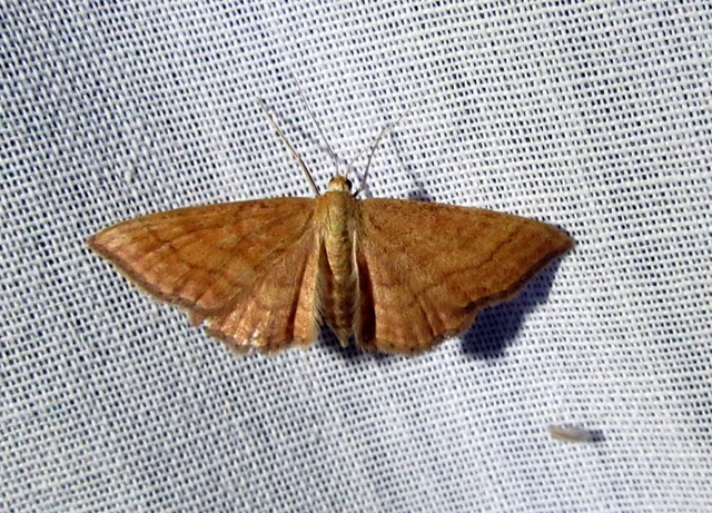 Idaea ochrata - okkerszínű sávosaraszoló