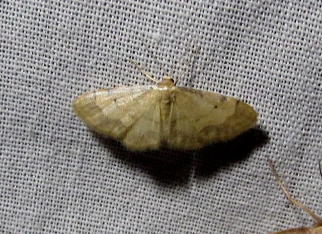 Idaea politaria - vonalas apróaraszoló
