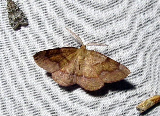Plagodis pulveraria - szemcsés araszoló